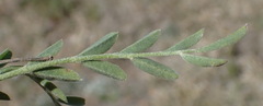 Astragalus lotiflorus