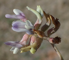 Astragalus lotiflorus