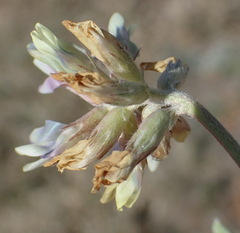 Astragalus lotiflorus