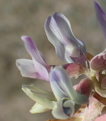 Astragalus lotiflorus