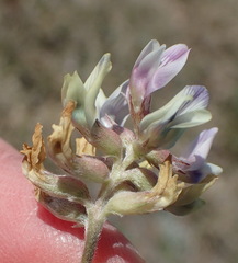Astragalus lotiflorus