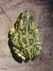 Sclerophrys garmani