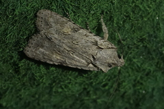 Lithophane ornitopus