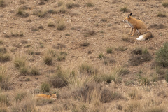 Vulpes vulpes barbara