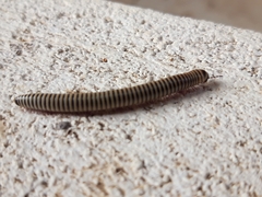 Ommatoiulus lusitanus