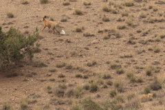 Vulpes vulpes barbara