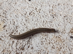 Ommatoiulus lusitanus