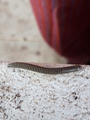 Ommatoiulus lusitanus