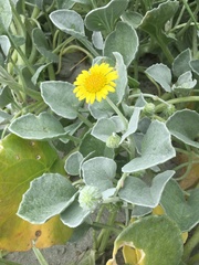 Arctotheca populifolia