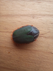 Trichostetha fascicularis