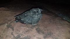 Caprimulgus tristigma