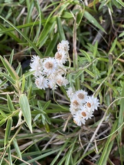 Anaphalis morrisonicola