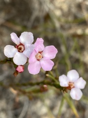 Chamelaucium