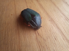 Trichostetha fascicularis