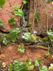 Cymbalaria muralis