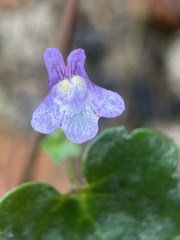 Cymbalaria muralis