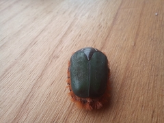 Trichostetha fascicularis