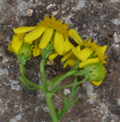 Senecio squalidus