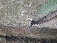 Myrmhopla