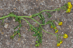 Senecio squalidus