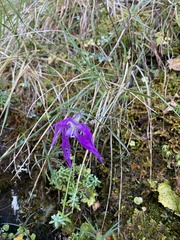 Dianthus pygmaeus