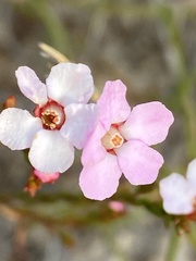 Chamelaucium