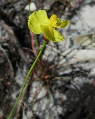 Xyris juncea
