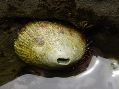 Fissurella macrotrema
