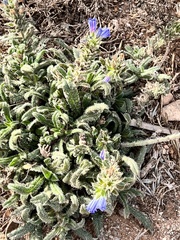 Echium