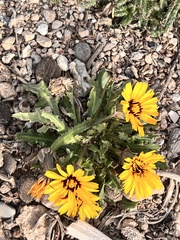 Reichardia tingitana