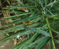 Aethriamanta brevipennis