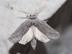 Scythrophanes stenoptera