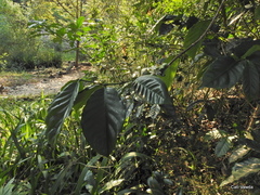 Oxyanthus