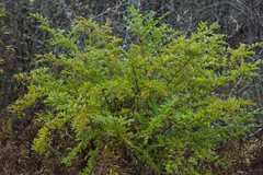 Ligustrum obtusifolium