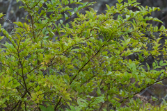 Ligustrum obtusifolium