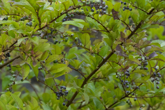 Ligustrum obtusifolium