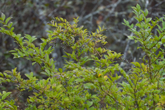 Ligustrum obtusifolium