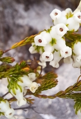 Erica denticulata
