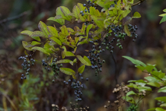 Ligustrum obtusifolium