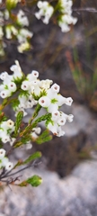 Erica denticulata