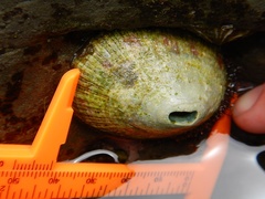 Fissurella macrotrema