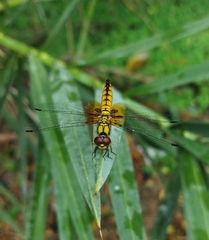 Aethriamanta brevipennis