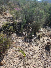 Trachyandra muricata