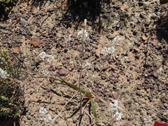 Trachyandra muricata