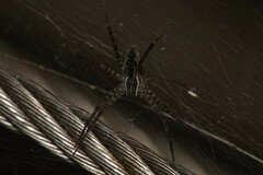 Dendrolycosa