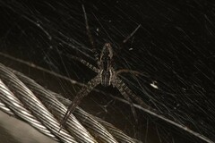 Dendrolycosa