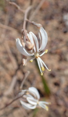 Trachyandra muricata