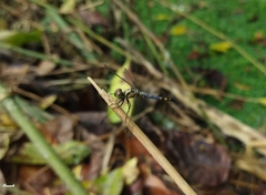 Brachydiplax farinosa