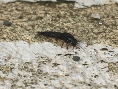 Staphylinini