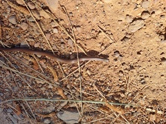 Duberria lutrix